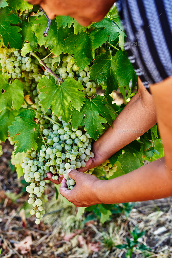 Farmers collecting grapes on organic farms. Woman cutting table grapes. Gardening Stock Photo by